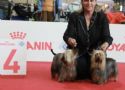 Silky terrier:EXPO Mondiale Milano- 4posto classe Campioni e Open